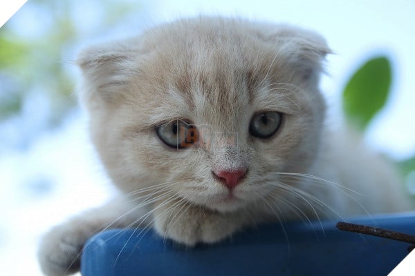 Có một chú mèo tên Chó thiên biến vạn hóa khôn lường như thế này 2