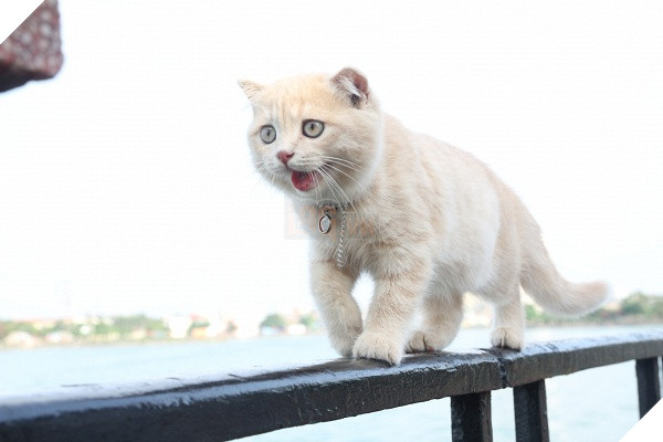 Có một chú mèo tên Chó thiên biến vạn hóa khôn lường như thế này 3