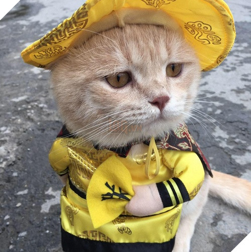 Có một chú mèo tên Chó thiên biến vạn hóa khôn lường như thế này 4