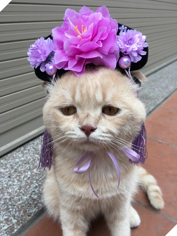 Có một chú mèo tên Chó thiên biến vạn hóa khôn lường như thế này 5