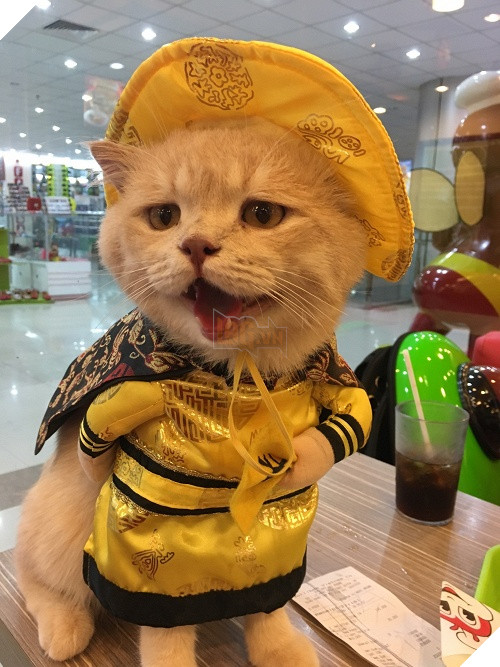 Có một chú mèo tên Chó thiên biến vạn hóa khôn lường như thế này 6