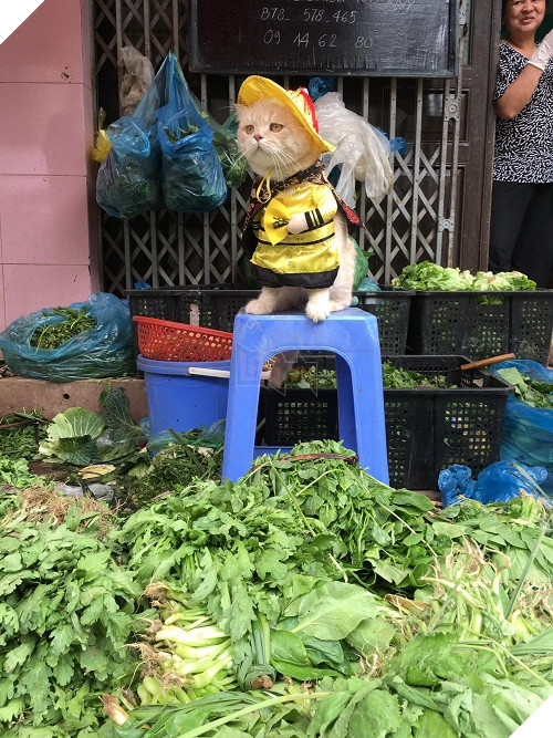 Có một chú mèo tên Chó thiên biến vạn hóa khôn lường như thế này 7