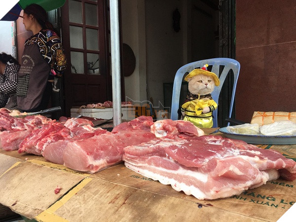 Có một chú mèo tên Chó thiên biến vạn hóa khôn lường như thế này 9