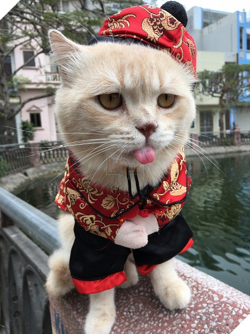 Có một chú mèo tên Chó thiên biến vạn hóa khôn lường như thế này 10