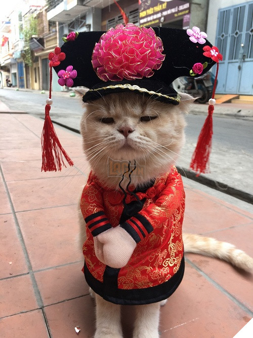 Có một chú mèo tên Chó thiên biến vạn hóa khôn lường như thế này 11