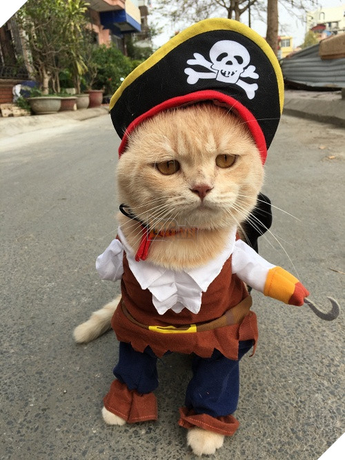 Có một chú mèo tên Chó thiên biến vạn hóa khôn lường như thế này 12