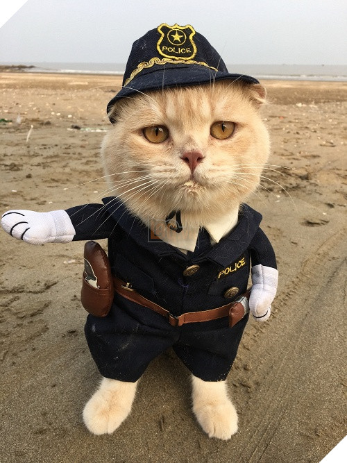 Có một chú mèo tên Chó thiên biến vạn hóa khôn lường như thế này 13