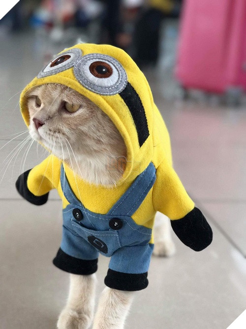 Có một chú mèo tên Chó thiên biến vạn hóa khôn lường như thế này 14