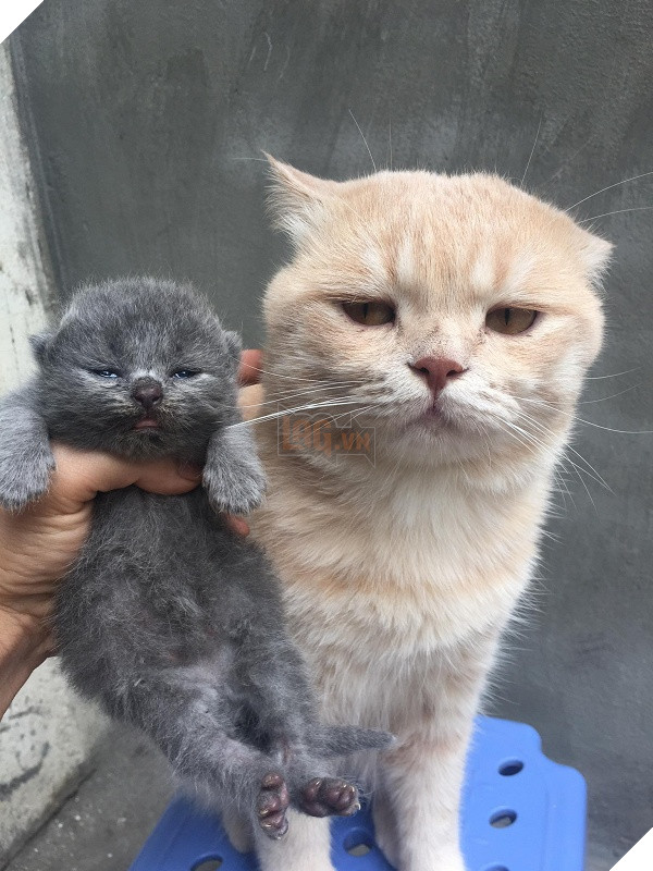 Có một chú mèo tên Chó thiên biến vạn hóa khôn lường như thế này 15