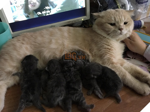 Có một chú mèo tên Chó thiên biến vạn hóa khôn lường như thế này 16