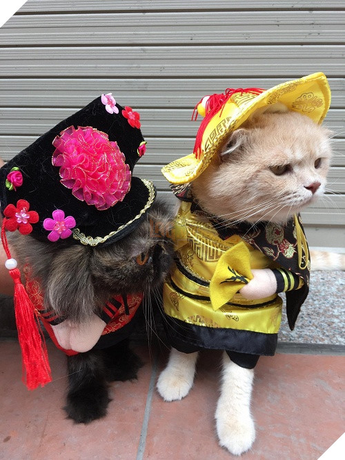 Có một chú mèo tên Chó thiên biến vạn hóa khôn lường như thế này 17