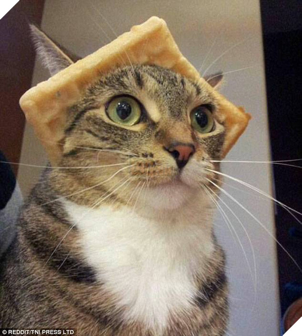 Nhũn tim trước 12 con mèo với phụ kiện dễ thương chết người - Ảnh 1.