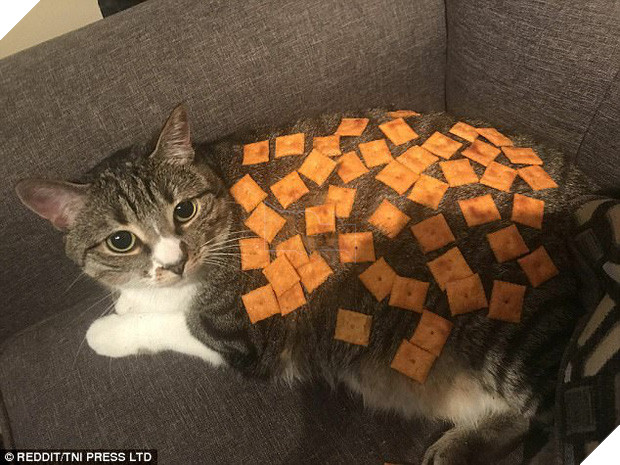 Nhũn tim trước 12 con mèo với phụ kiện dễ thương chết người - Ảnh 19.