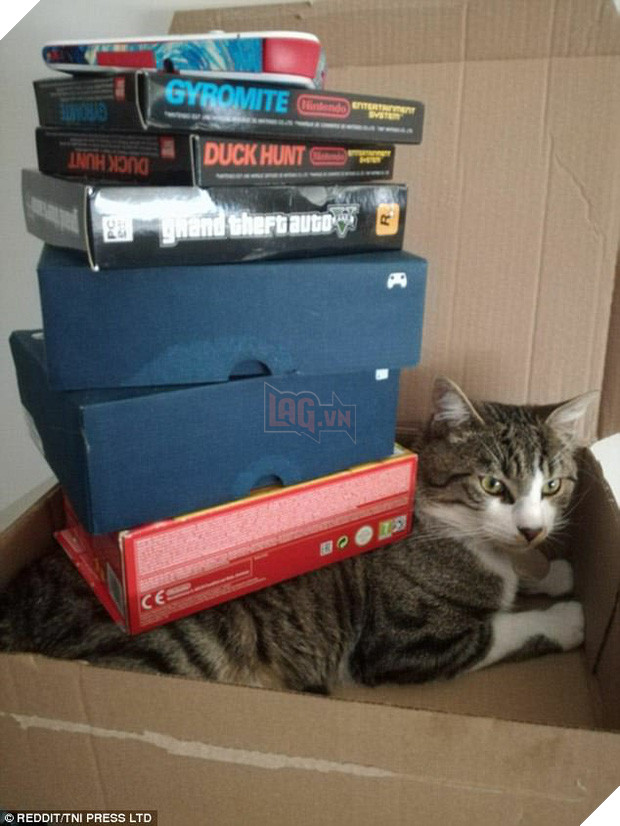 Nhũn tim trước 12 con mèo với phụ kiện dễ thương chết người - Ảnh 21.