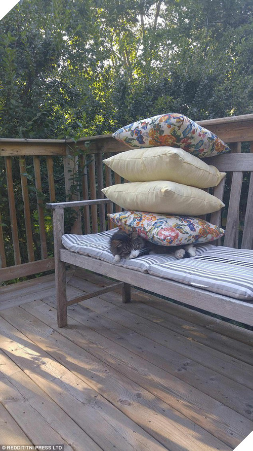 Nhũn tim trước 12 con mèo với phụ kiện dễ thương chết người - Ảnh 23.