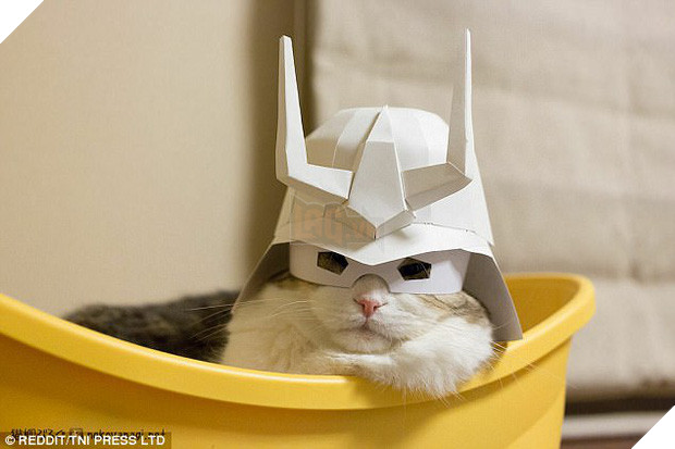 Nhũn tim trước 12 con mèo với phụ kiện dễ thương chết người - Ảnh 3.