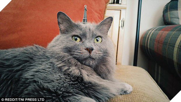 Nhũn tim trước 12 con mèo với phụ kiện dễ thương chết người - Ảnh 5.