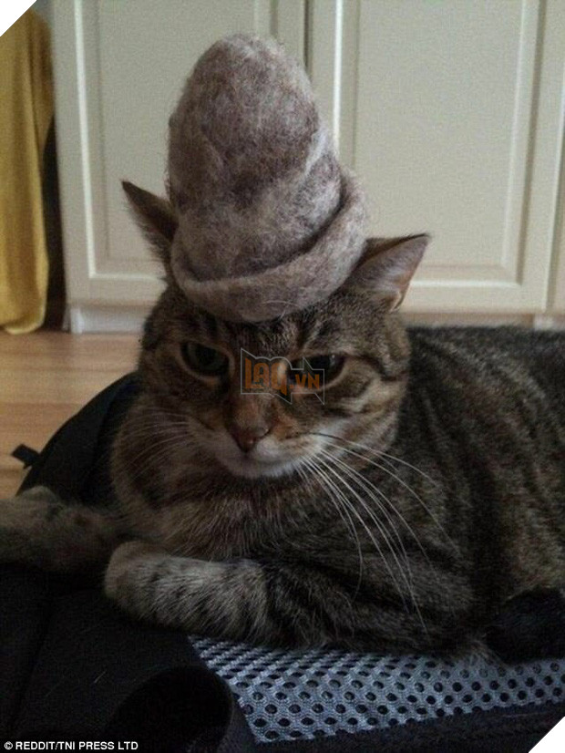 Nhũn tim trước 12 con mèo với phụ kiện dễ thương chết người - Ảnh 7.