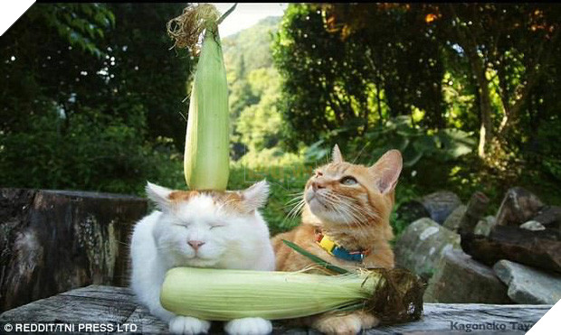 Nhũn tim trước 12 con mèo với phụ kiện dễ thương chết người - Ảnh 9.