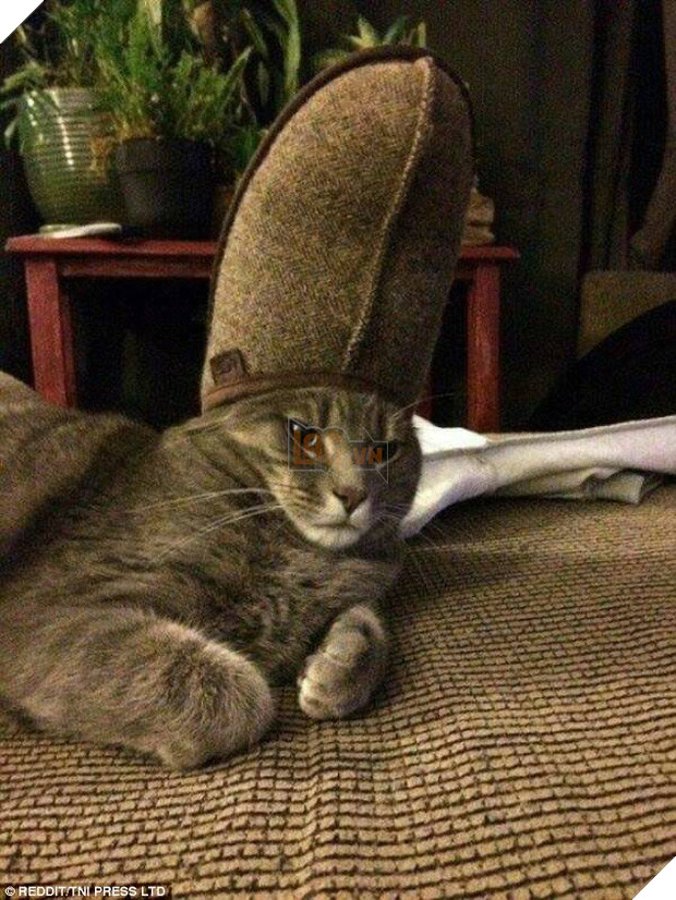 Nhũn tim trước 12 con mèo với phụ kiện dễ thương chết người - Ảnh 13.