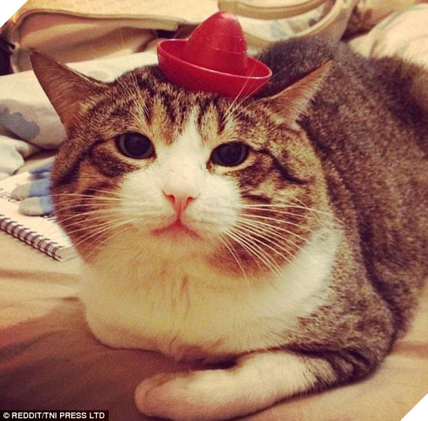 Nhũn tim trước 12 con mèo với phụ kiện dễ thương chết người - Ảnh 15.