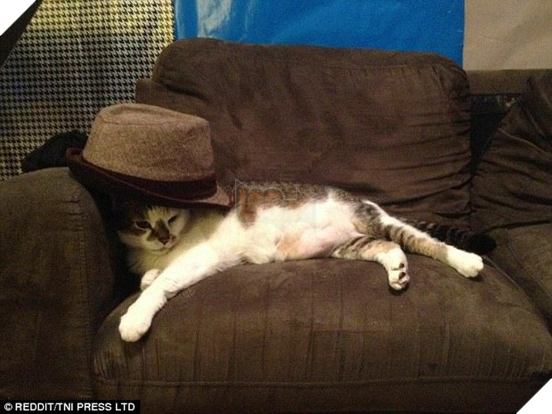 Nhũn tim trước 12 con mèo với phụ kiện dễ thương chết người - Ảnh 17.