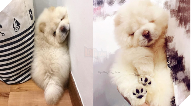 Đã béo lùn lại còn chân ngắn, chú chó cục bông di động vẫn cứ là xinh hết nấc