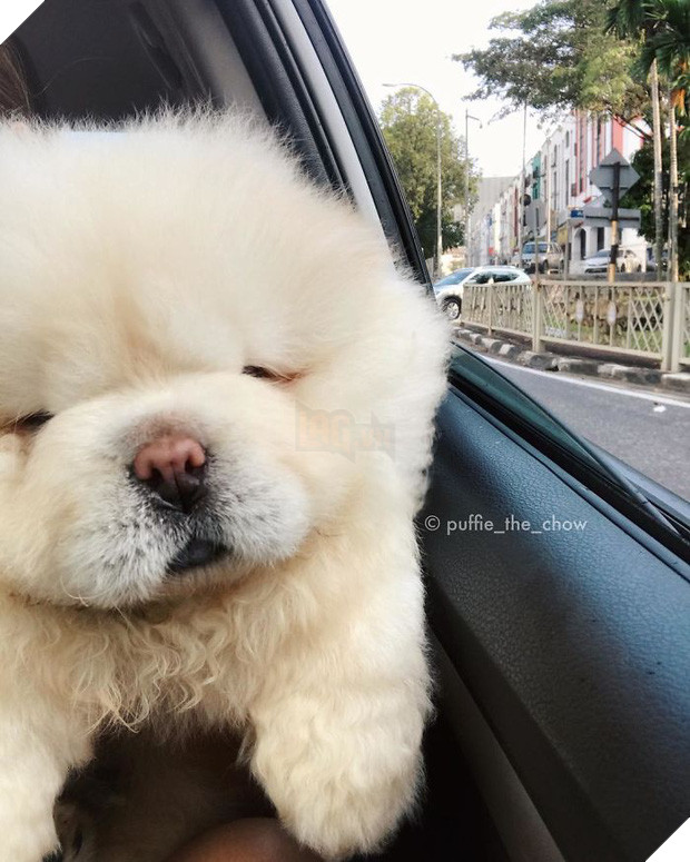 Đã béo lùn lại còn chân ngắn, chú chó cục bông di động vẫn cứ là xinh hết nấc - Ảnh 13.