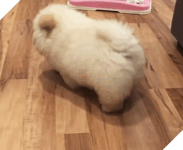 Đã béo lùn lại còn chân ngắn, chú chó cục bông di động vẫn cứ là xinh hết nấc - Ảnh 5.