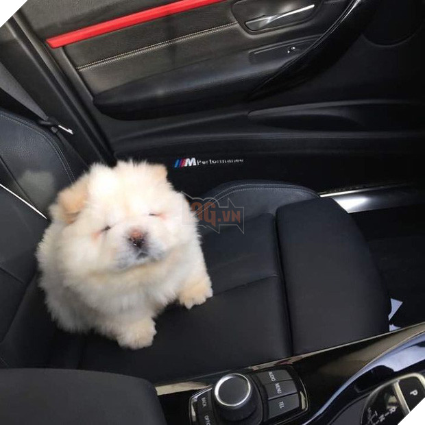 Đã béo lùn lại còn chân ngắn, chú chó cục bông di động vẫn cứ là xinh hết nấc - Ảnh 9.