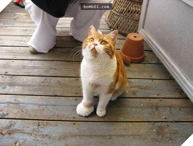 mèo bị ong đốt