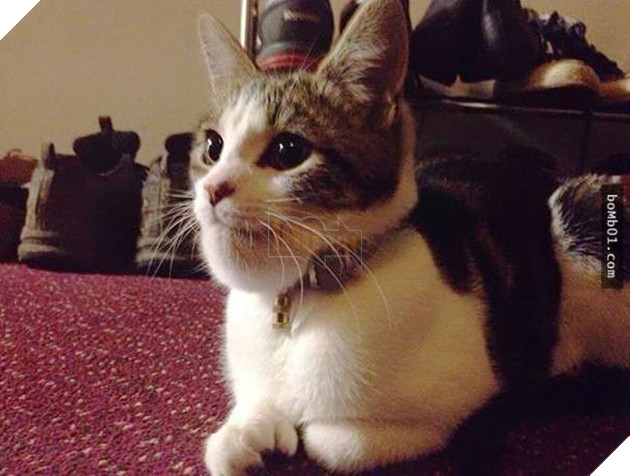 mèo bị ong đốt