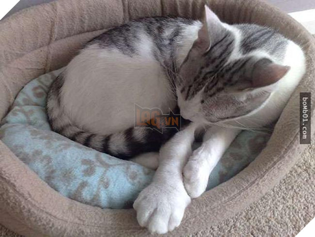 mèo bị ong đốt