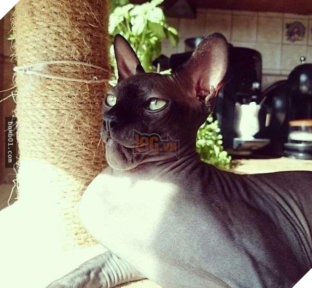 mèo bị ong đốt