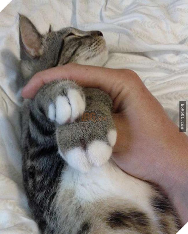 mèo bị ong đốt