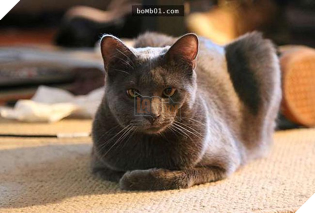 mèo bị ong đốt