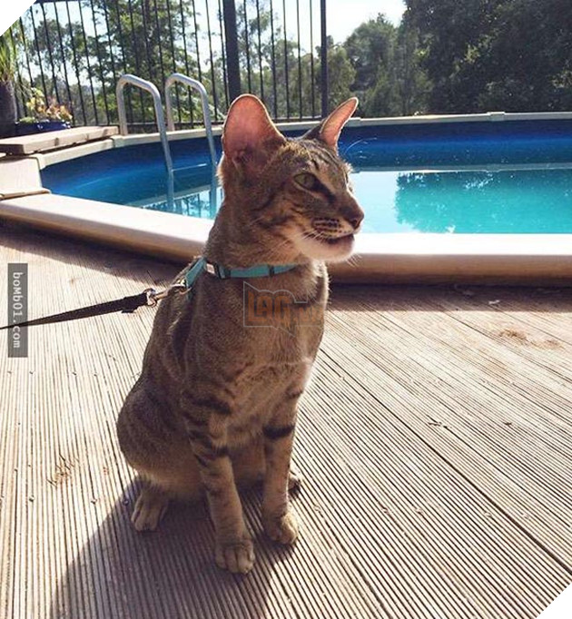 mèo bị ong đốt