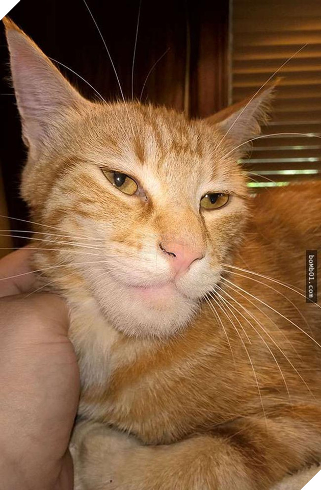 mèo bị ong đốt