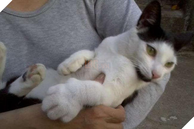 mèo bị ong đốt