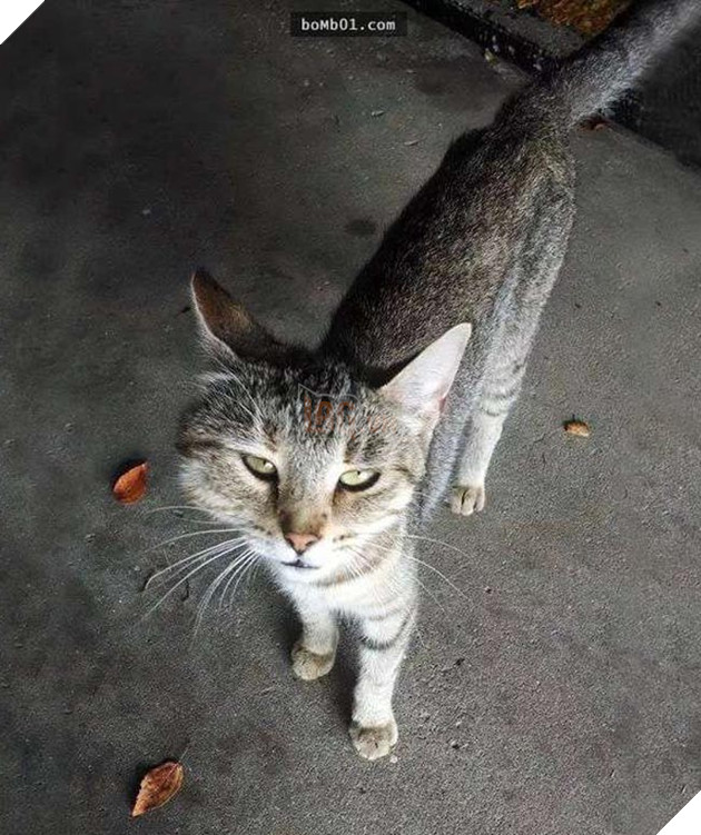 mèo bị ong đốt