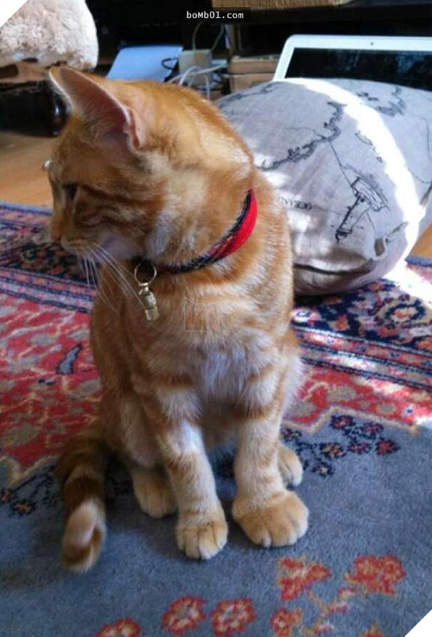 mèo bị ong đốt