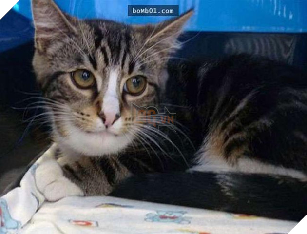 mèo bị ong đốt