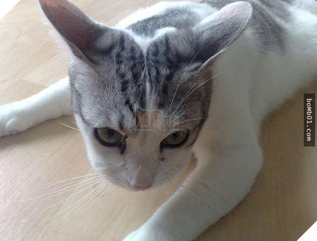 mèo bị ong đốt