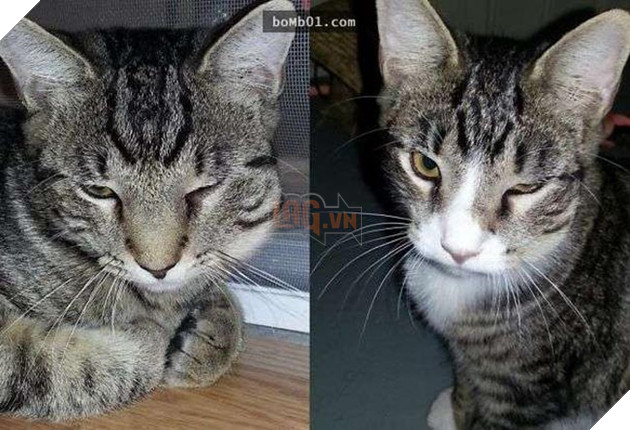 mèo bị ong đốt