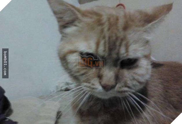 mèo bị ong đốt