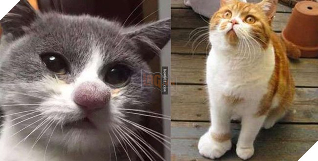 20 chú mèo bị ong mật đốt thật đáng thương, nhưng vẻ mặt u sầu của nó khiến ai xem cũng bật cười