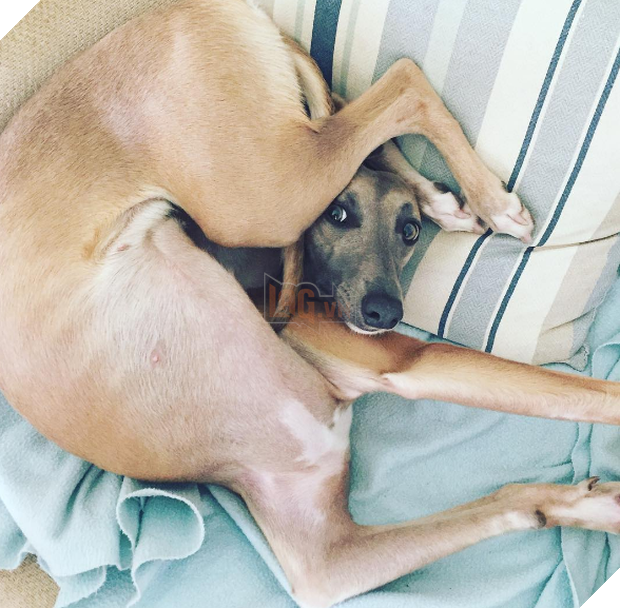 Cười đau cả bụng với 22 boss chó mèo hâm hết phần thiên hạ - Ảnh 1.