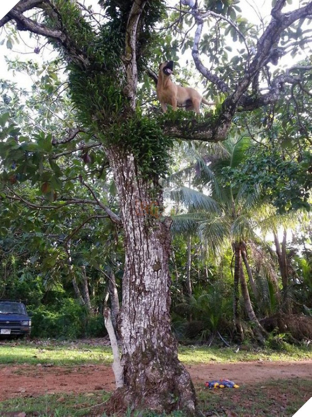 Cười đau cả bụng với 22 boss chó mèo hâm hết phần thiên hạ - Ảnh 19.