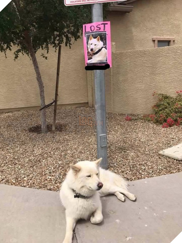 Cười đau cả bụng với 22 boss chó mèo hâm hết phần thiên hạ - Ảnh 21.