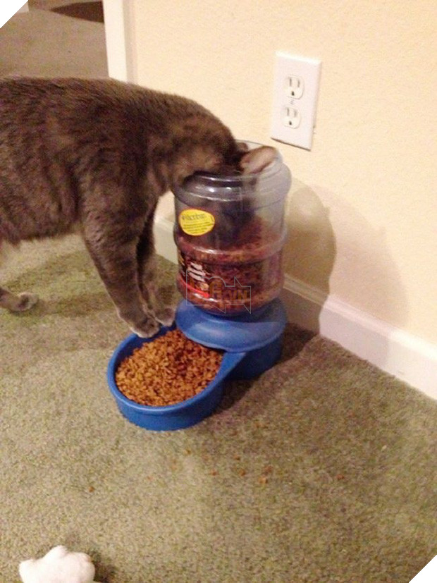 Cười đau cả bụng với 22 boss chó mèo hâm hết phần thiên hạ - Ảnh 23.